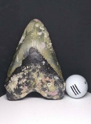 Massive Rare 6.  0 " Megalodon Shark Tooth Fossil 100 Authentic