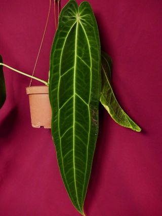 Anthurium Warocqueanum LARGE Rare Velvet Aroid Plant Philodendron 10