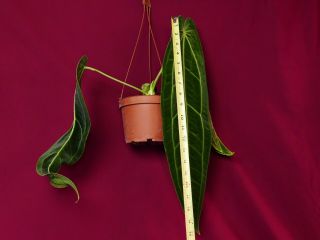 Anthurium Warocqueanum LARGE Rare Velvet Aroid Plant Philodendron 4