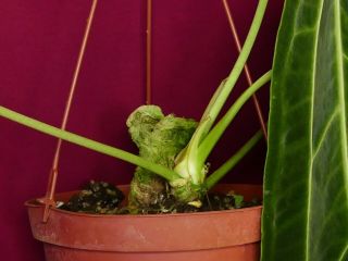 Anthurium Warocqueanum LARGE Rare Velvet Aroid Plant Philodendron 7
