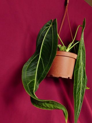 Anthurium Warocqueanum LARGE Rare Velvet Aroid Plant Philodendron 8
