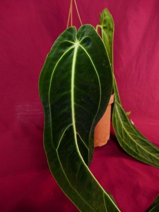 Anthurium Warocqueanum LARGE Rare Velvet Aroid Plant Philodendron 9