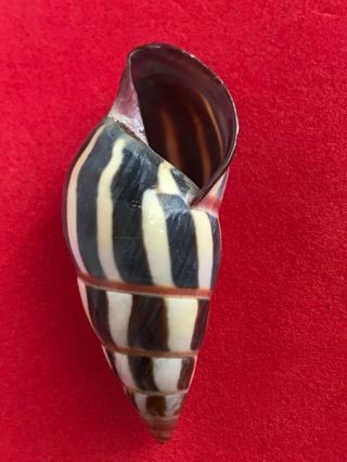 Tree Snail Amphidromus Species And Extremely Large Size 43.  82mm (special,  Rare)