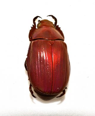 Chrysina Sp - Rare Ultra Purple Form A1,  Guerrero