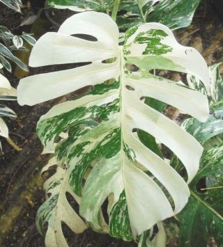 XL Rare White Albino Variegated Monstera Deliciosa,  Swiss Cheese Plant kauairix 11