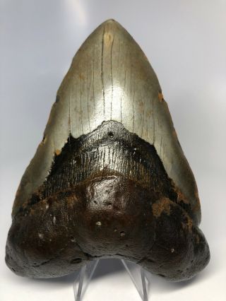 Big 5.  72” Megalodon Fossil Shark Tooth Rare 3528