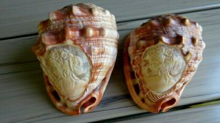 2 Stunning Sea Conch Shells Carved Lady Profile Cameo Vintage Italy