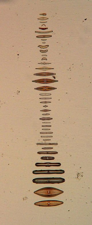 Vintage Microscope Slide S.  H.  Meakin.  Diatoms From Berganson 
