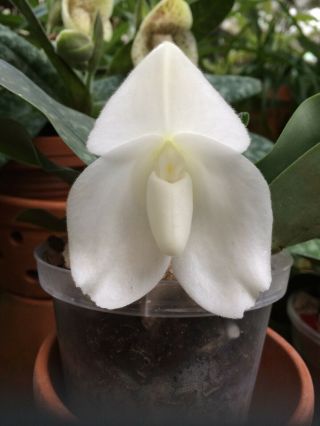 Paphiopedilum Bellatulum Alba `myanmar Beauty X Snow Tiger Rare & Bs Orchid Sp