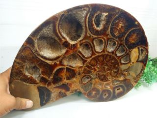 5667g Rare Split Ammonite Fossil Specimen Shell Healing Madagascar 1hh754