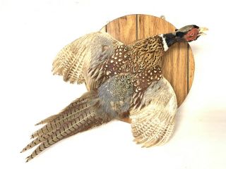 Flying Ring - Necked Pheasant Taxidermy Mount - Vintage 1979 Plaque Mount