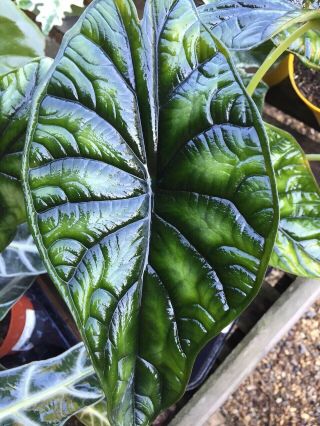Alocasia Baginda “true Variegated Dragon Scale” Rare Healthy Rooted Ships Fast