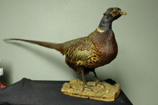 Real Pheasant Bird Taxidermy On Wood Mount.  - Vintage