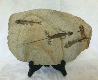 Rare Large Lycoptera Multi 3 Fish Fossil With Reptile From Liaoxi China