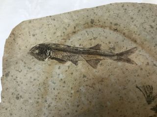 Rare Large Lycoptera Multi 3 Fish Fossil with Reptile from Liaoxi China 2