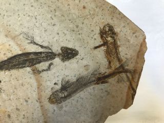 Rare Large Lycoptera Multi 3 Fish Fossil with Reptile from Liaoxi China 4