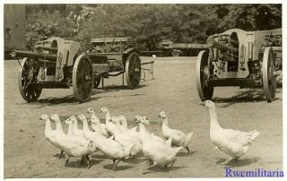 Port.  Photo: Cute View Flock Of Geese Passing By Wehrmacht 10.  5cm Artillery Guns