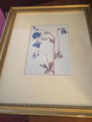 Jacques Le Moyne De Morgues Vintage Framed Botanical