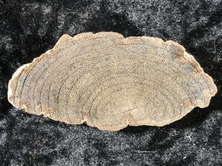 Rare Petrified Wood Mennegoxylon Texas Snakewood Full Round 3”x1.  5” Eocene