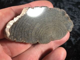 Rare Petrified Wood Mennegoxylon Texas Snakewood Full Round 3”x1.  5” Eocene 4