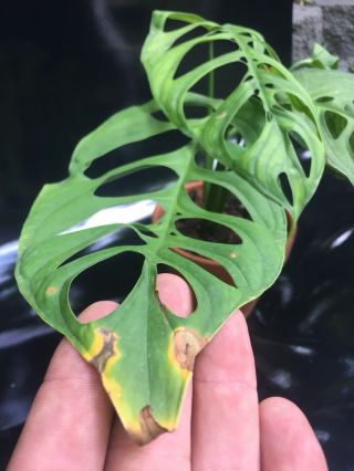 Monstera Epipremnoides Aroid (NOT ADANSONII) Rare With Leaves 11,  Inches 10
