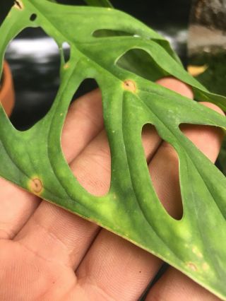 Monstera Epipremnoides Aroid (NOT ADANSONII) Rare With Leaves 11,  Inches 11
