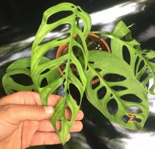 Monstera Epipremnoides Aroid (not Adansonii) Rare With Leaves 11,  Inches
