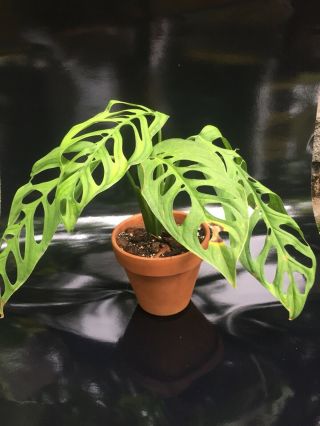 Monstera Epipremnoides Aroid (NOT ADANSONII) Rare With Leaves 11,  Inches 2