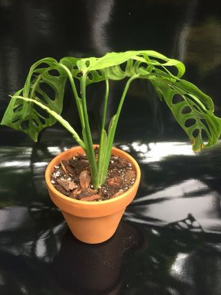 Monstera Epipremnoides Aroid (NOT ADANSONII) Rare With Leaves 11,  Inches 3