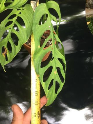 Monstera Epipremnoides Aroid (NOT ADANSONII) Rare With Leaves 11,  Inches 4