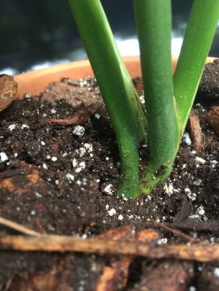 Monstera Epipremnoides Aroid (NOT ADANSONII) Rare With Leaves 11,  Inches 5