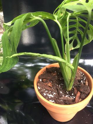 Monstera Epipremnoides Aroid (NOT ADANSONII) Rare With Leaves 11,  Inches 7