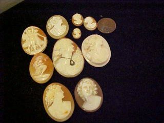 Cameo Shells - 10 In A Variety Of Sizes