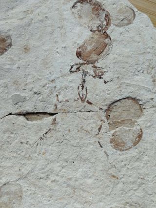 Rare Frog Fossil,  Amphibian,  Jurassic,  Jehol Biota,  Lingyuan,  China Ae85