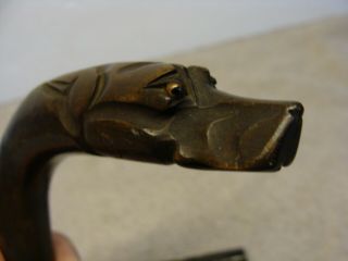 Antique Carved Dog Head Glass Eyes Victorian Short Handle Walking Cane Stick Old