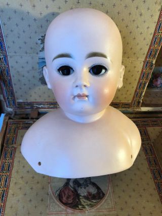 Gorgeous Large Antique 15 Closed Mouth Shoulder Head Doll Head.  As Found