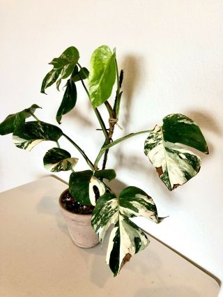 Variegated MONSTERA BORSIGIANA ALBO VARIEGATA Rare - Fully Rooted BIG PLANT 3