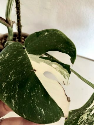 Variegated MONSTERA BORSIGIANA ALBO VARIEGATA Rare - Fully Rooted BIG PLANT 4