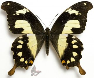 Papilio Pelodorus Vesper - Female,  Rare,  From Uluguru Mts.  Tanzania,  Mounted,  Actual Sp