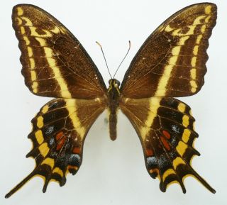 Papilio (heraclides) Aristodemus Bjorndalae Male From Turks And Caicos,  Rare,