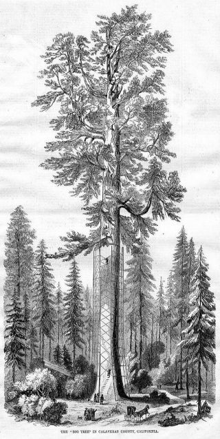 Calaveras County California Giant Sequoia Tree Mother Of The Forest Conifer