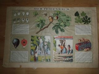 Vintage Pull Down School Chart Of Fig Tree Litograph