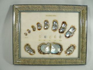 Vintage Japan Framed Akoya Pearls & Oyster Shell Plaque Growth Chart Display