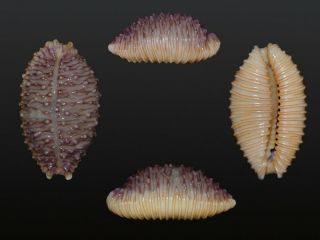 Seashell Cypraea Granulata Cassiaui Rare 16.  7 Mm