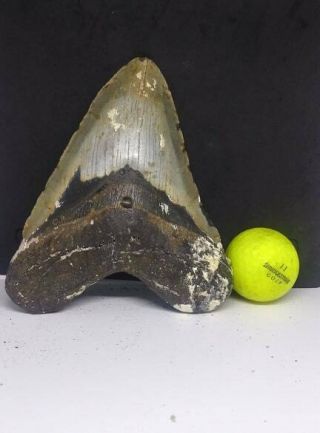 Rare 6.  09 " Megalodon Shark Tooth Fossil 100 Authentic