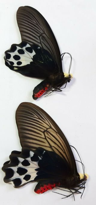 Rare Papilio : Atrophaneura Hageni 1 Pair,  Sumatra,  Indonesia,  Unmounted