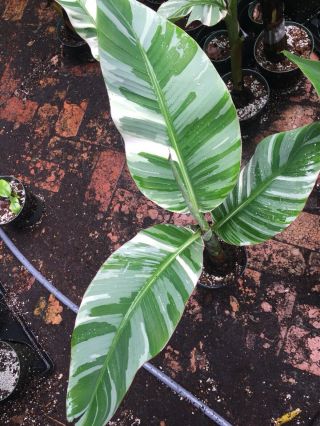 (2) Bananas Bright Variegated Not Aeae Rare Variegated Thai Banana " Florida " Musa