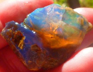 XXX Rare Virgin Valley Precious Black Opal Petrified Wood Log Nevada 62cts 2