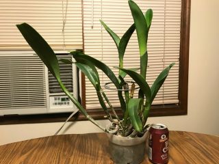 Lc.  Cuiseg `Cuddles ' Rare Offering Virus Cattleya Orchid Plant 2
