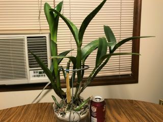 Lc.  Cuiseg `Cuddles ' Rare Offering Virus Cattleya Orchid Plant 3